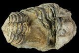 Fossil Calymene Trilobite Nodule - Morocco #106620-1